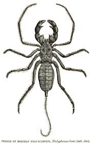 Emperor scorpion behavior and temperament. Camel Spiders Whip Scorpions And Vinegaroons Strange Arachnids Owlcation