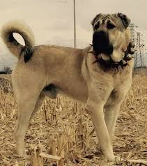 Nojan Shinobi Adli Kullanicinin Favourite Dogs Panosundaki Pin