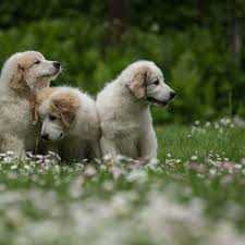 Wantedoldmotorcycles.com) pic hide this posting restore restore this posting. 4 Fun Facts About Great Pyrenees Greenfield Puppies
