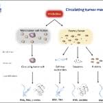 So the test will still miss a large proportion of cancers at the stage where we want to diagnose them. the blood test also detected cancer in 1 percent of the control. Blood Test Detects 50 Cancer Types Often Before Symptoms Show Healthcare In Europe Com