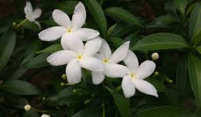 Image result for Jasminum