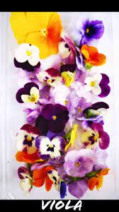 I would like to receive promotional text messages from edible arrangements ®. Fresh Edible Flower Spring Medley Mix Viola Dianthus Shopee Malaysia