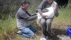 Both belong to different families and differ in their habitat, physical appearance, and many other criteria. Banding A First Time Returning Royal Albatross At The Royal Albatross Colony Dunedin New Zealand Youtube