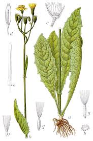 Image result for Crepidorhopalon parviflorus