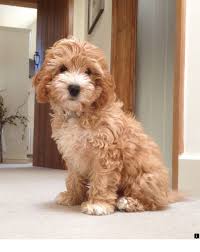 Find More Information On Teacup Dogs For Sale Simply Click Here For More Info Do Not Miss Our Web Pages Best Dog Toys Cockapoo Puppies Cute Dogs