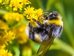 Why are bees coming into my house? Most Common Types Of Bees In Illinois Learn More About Bees