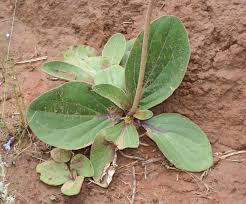 Image result for Haplocarpha scaposa