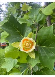 Image result for Liriodendron