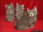 Available Nebelung Kittens For Sale & Cats For Adoption
