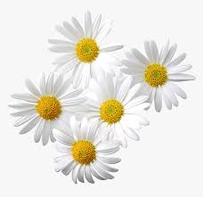 The colorful world sometimes needs to rest in temporary colors. Flower Pink Daisy Pink And Black Flower Clipart Daisies Png Transparent Png Kindpng