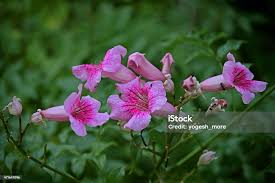 Image result for Podranea brycei