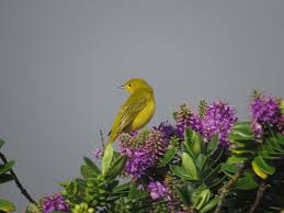 Rarity finders: American Yellow Warbler in Shetland