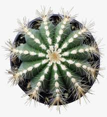 If haworthias are happy where they're growing, they put out pups (offshoots) until. Balloon Cactus Darts Board Graphic Designs Transparent Png 865x903 Free Download On Nicepng