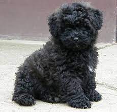 Puli Puppy Puli Dog Baby Animals Pumi Dog