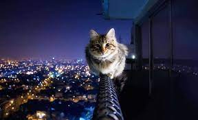 We did not find results for: Cat Desktop Wallpaper Ixpap