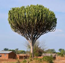 Image result for Euphorbia kilwana