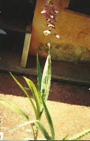 Image result for Eulophia horsfallii