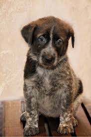 Http Bennerphotography Blogspot Com Great Dane Lab Mix And Australian Cattle Dog Mix Mix Ariel Cattle Dogs Mix Great Dane Lab Mix Dog Mixes