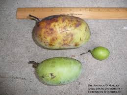 Compared to apples, peaches and grapes, pawpaw is higher in food. Pawpaw A Dessert Fruit For Iowa Horticulture And Home Pest News