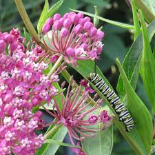 Milkweed is an invasive weed. Asclepias Cinderella Buy Milkweed Perennials Online
