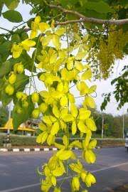 Image result for Cassia abbreviata