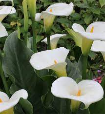 Instead, it's a different type of flower with a bloom similar to other true lilies. Arum Lily Plant Care Green Goddess Pink Mist White Gnome Varieties