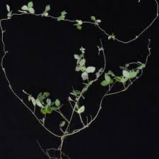 Image result for Macrotyloma daltonii