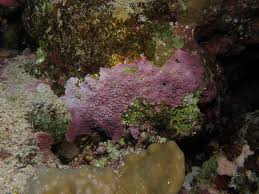 We did not find results for: Coralline Algae What Is It And Why Is It Important In Reef Tanks