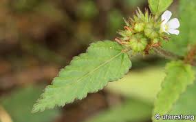 Image result for Melochia corchorifolia