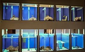 Clownfish Breeding Pairs In Our Fish Lab Fish Breeding Aquarium Fish Clown Fish