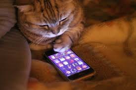 26 Cats Who Didn T Stick To Their New Year S Resolutions Cats Cat People Cute Animals