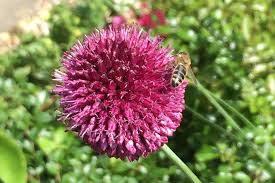 Japanischer garten leverkusen webcam japanischer garten leverkusen herbst ina garten cake recipes yellow ina garten apple bars immergrüne pflanzen. Garten Hoffmann