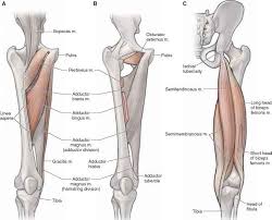 Different types of muscles of arm diagram. Muscles Of The Posterior Compartment Of The Thigh Anatomy