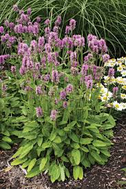 Image result for Stachys