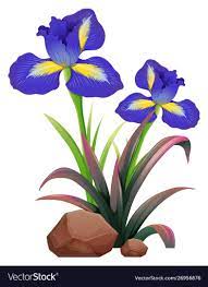 Two Iris Flowers On White Background Illustration Download A Free Preview Or High Quality Adobe Illustrator Ai Flower Painting Watercolor Flowers Iris Flowers