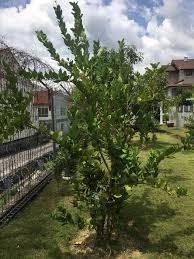 Pokok, ranting atau memanjat semua pokok. Cara Tanam Pokok Lemon Dari Biji Benih Tip Supaya Berbuah Lebat Vanilla Kismis