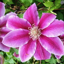 Check spelling or type a new query. Clematis Princess Kate