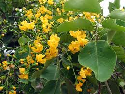 Image result for Pterocarpus rotundifolius