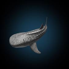 3d Model Whale Shark Whale Whale Shark Shark