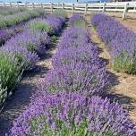 Oil Distillation Workshop at Longview Lavender Farm