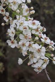 Image result for Kotschya stolonifera