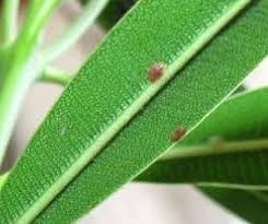 Image result for puklice