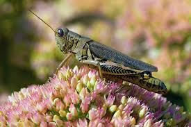 Maybe you would like to learn more about one of these? 7 Common Garden Pests Garden Gate