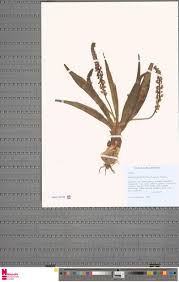 Image result for Hypolytrum heteromorphum