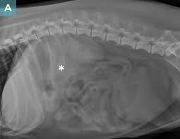 A carcinoma is a type of malignant tumor found in both humans and animals, and tends to be particularly malignant, with recurring growth after surgical excision. Diagnosing Acute Pancreatitis In Dogs Today S Veterinary Practice