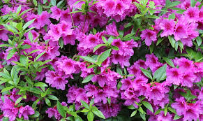 You will require both hand clippers and loppers to prune overgrown azaleas. Rejuvenation Or Renewal Pruning To Restore Overgrown Shrubs Organic Plant Care Llc Organic Lawn Plant Health Service In Hunterdon Morris Somerset Union Counties Nj And Bucks County Pa