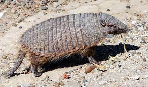 Pin By Maxwell J On Armadillos Big Animals Armadillo Animal Kingdom