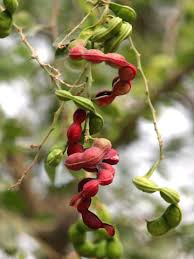 Image result for Pithecellobium dulce