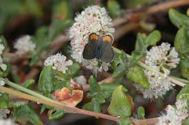 Image result for Eriospermum cecilii