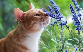 One time a capsule rolled out onto the floor and got is lavender oil and sweet pea oil safe to spray on your cat's fur? Is Lavender Safe For Cats Very Interesting To Know Kitty Cats Blog